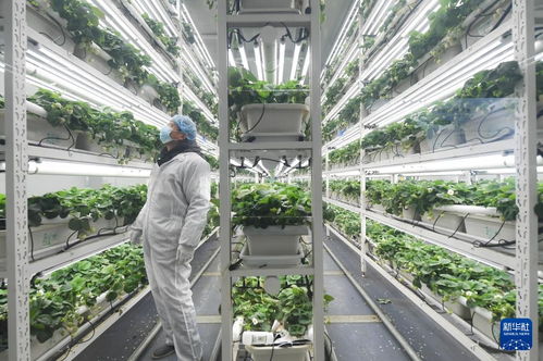 草莓小鎮迎來產銷旺季，農業技術推廣助力產業升級