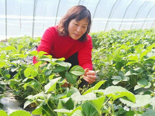 科技賦能田野，點亮現代農業新希望——專訪青島市農業技術推廣協會會長、九龍山合作社理事長李春花