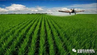 我國農業科技創新專利數量領先與技術落地艱難的矛盾解析