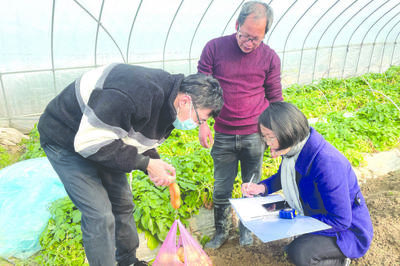 蘭溪馬鈴薯秋播越冬“鉆空檔”農業技術推廣研究